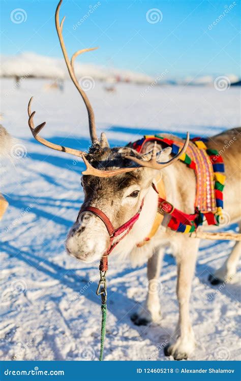 Reindeer in Northern Norway Stock Photo - Image of safari, white: 124605218