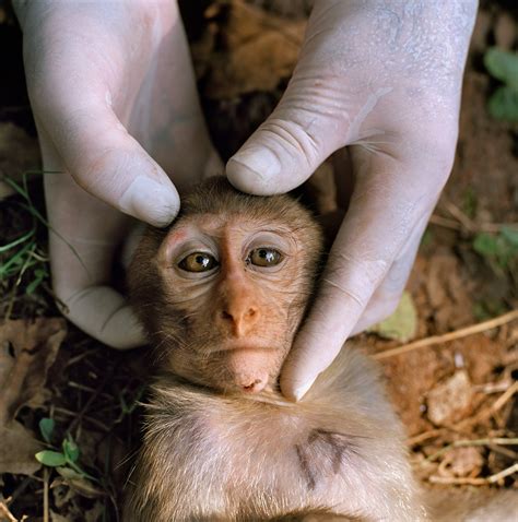 Monkey Day Pictures: Our Favorite Primates Around the World | National