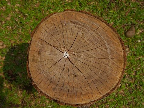 tree slice stock  images  backgrounds