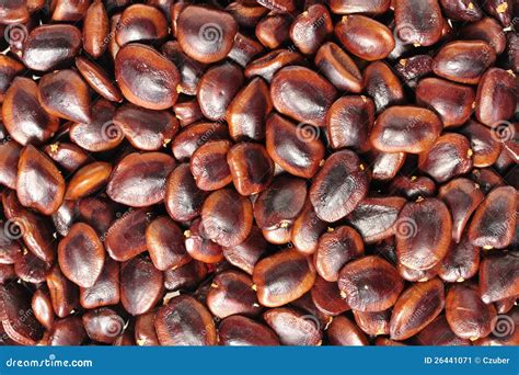 Tamarind Seeds Stock Photo | CartoonDealer.com #18733992