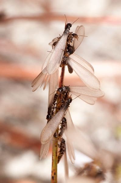 Termite Swarmers - What Do They Mean for You? | NC State Extension ...