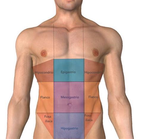 O Que É Flanco No Corpo Humano