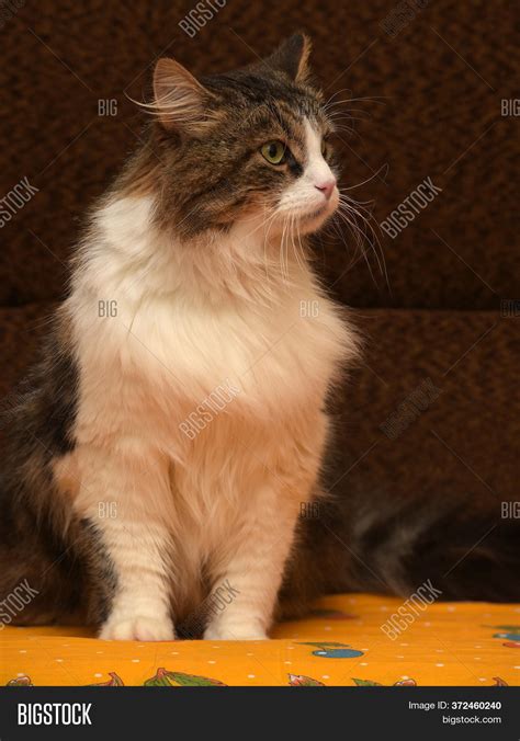 Fluffy Brown Cat