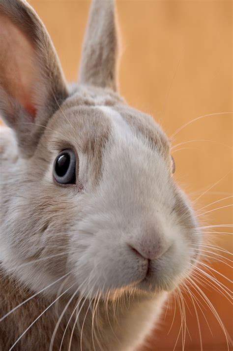 Lapins Photos | Télécharger des images gratuites sur Unsplash