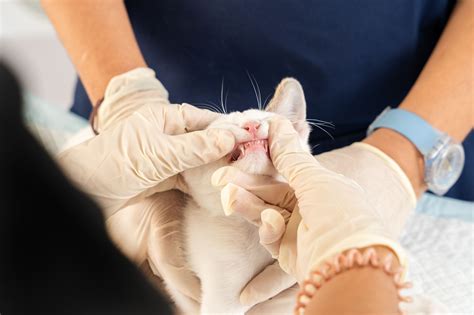 Can Dogs Eat Persimmons? Benefits, Risks, and Safe Feeding Tips