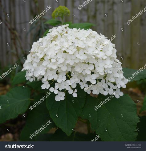 Close Hydrangea Arborescens Annabelle Flower Stock Photo 1491674963