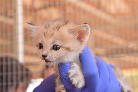 Sand Cat Kitten