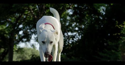 Dog video