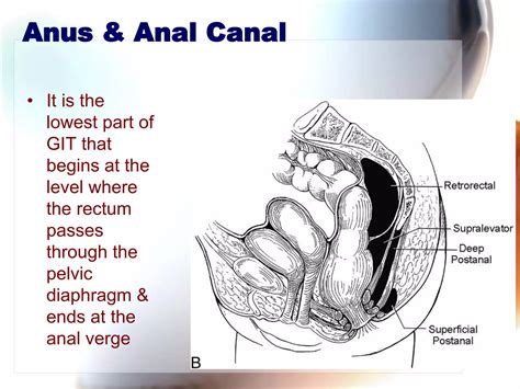 Ano rectal anatomy | PPTX