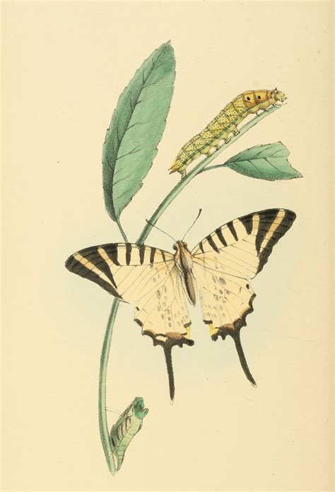 Zoological Illustrations, Second Series, Volume 3 : William Swainson