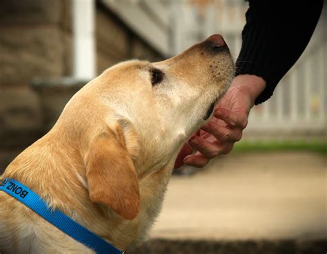 REIKI HEALING FOR ANIMALS | Earthly Insights