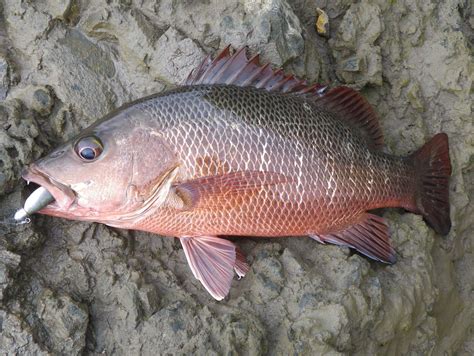 Fish Species Of North Queensland - Mangrove Jack