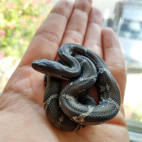 Kallari the melanistic russian rat snake : r/snakes