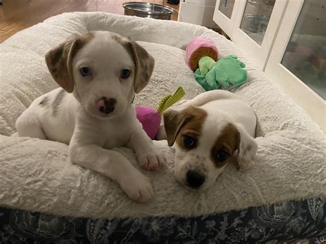 I am fostering the CUTEST puppies. : r/puppies