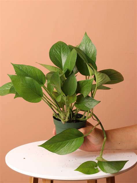 Low Light Plant Bundle - Prodahingplants