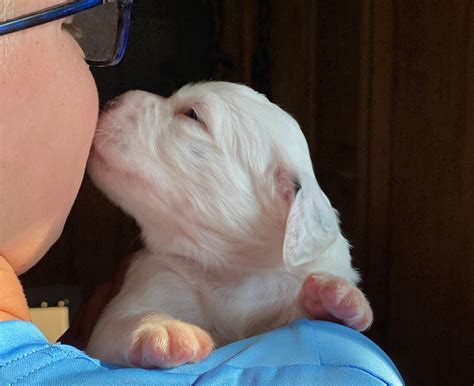 Litter CC — Hickory Hollow Llewellins