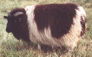 Elkhorn Icelandic Sheep | Color Genetics in Icelandic Sheep