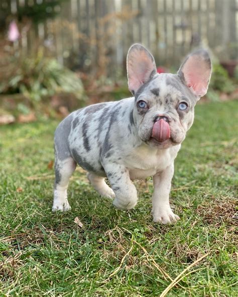 Merle Frenchy for sale | Merle Frenchie puppies for sale near me