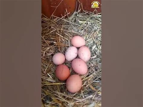 Самые БЮДЖЕТНЫЕ и ПОЛЕЗНЫЕ витамины для кур. #shorts - YouTube