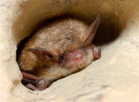 Indiana bats should not stoke fear this Halloween