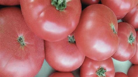 primele rosii bulgaresti pleaca din ferma la  lei pe kilogram