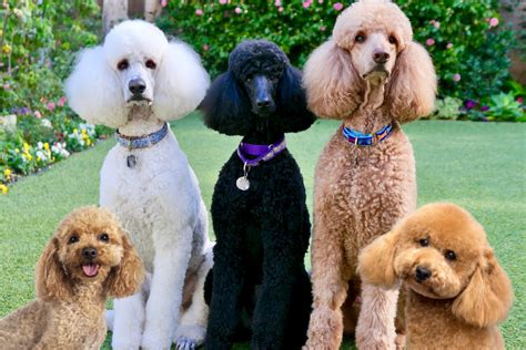 explore  dazzling world  doodle breeds  oodle guide