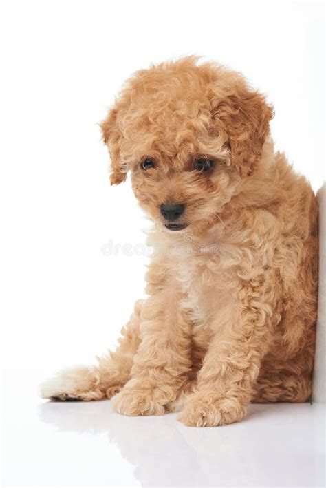 Brown poodle puppy sitting stock photo. Image of camera - 102964604