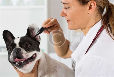 Emergency and Critical Care – Wellcare Pet Clinic