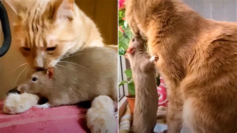 cat  rat defy  adversarial instincts      friends
