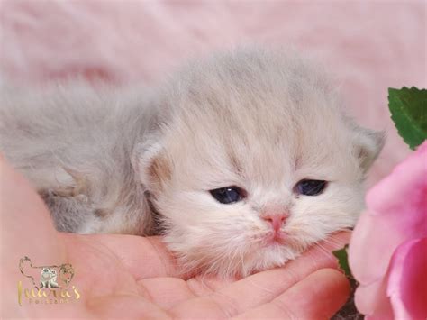 Persian Kittens - Prettiest Kittens