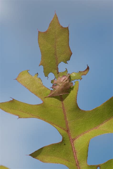 Horace's Duskywing - Alabama Butterfly Atlas