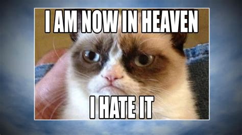 20 Best Grumpy Cat Memes | Angry cat memes, Grumpy cat, Cat memes