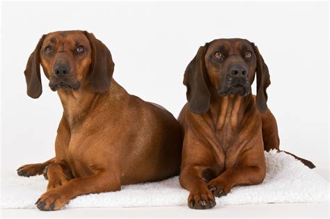 rhodesian ridgeback