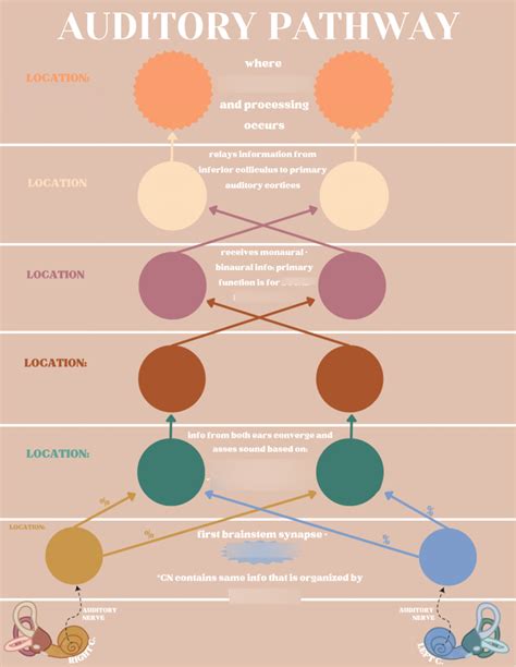 Auditory Pathway (colorful) Diagram | Quizlet