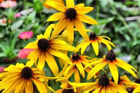 Рудбекия (60 фото): сорта, правильный уход и выращивание