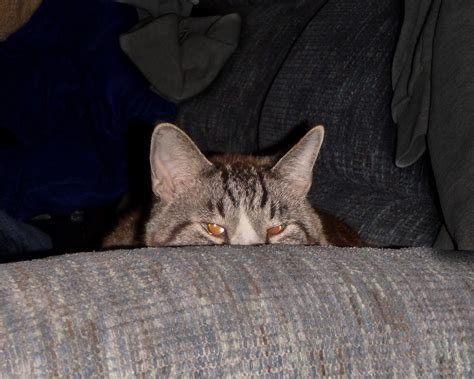 how to get cats to come out of hiding