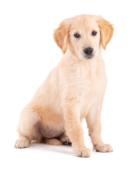 Premium Photo | Golden retriever puppy sitting