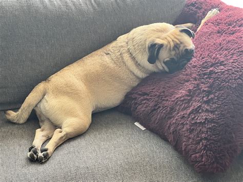 The perfect pug pose : r/pugs