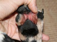 16 Best Atopic dermatitis in dogs ideas | atopic dermatitis, dermatitis ...