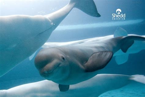 shedd aquarium concierge preferred