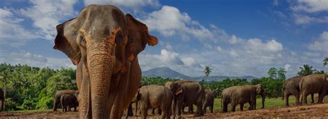 Pinnawala Elephant Orphanage - Love Sri Lanka