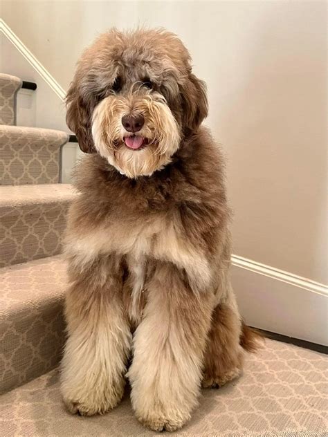 Discover Goldendoodle with Rare Coats in Our Gallery