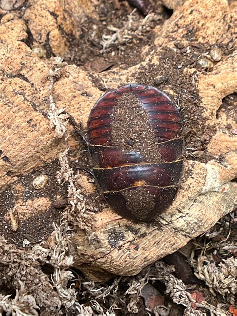 Polyphaga Sassurei "Sassure's Giant Sand Roach" - 12 Count Mixed Size