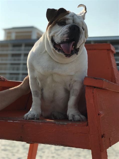 Public Booking Records and Recent Mugshots for Myrtle Beach 36