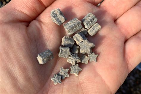 Crinoid identification help? - Fossil ID - The Fossil Forum