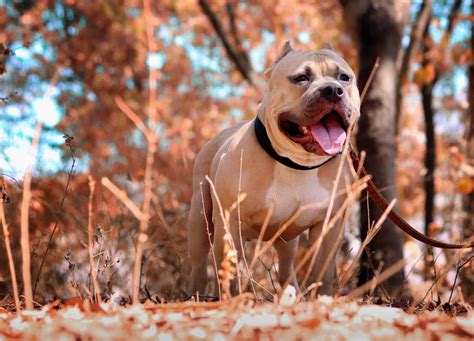 Female American Pitbull Terrier: Traits, Care, and Temperament