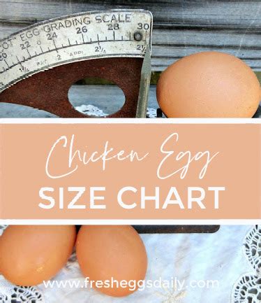 Handy Chicken Egg Size Chart - Fresh Eggs Daily® with Lisa Steele