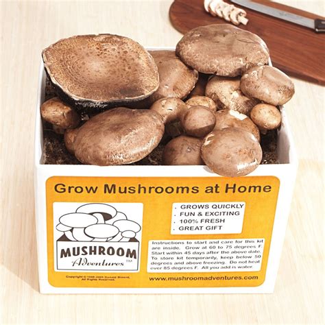 How To Grow Portobello Mushrooms - Growing Mushrooms