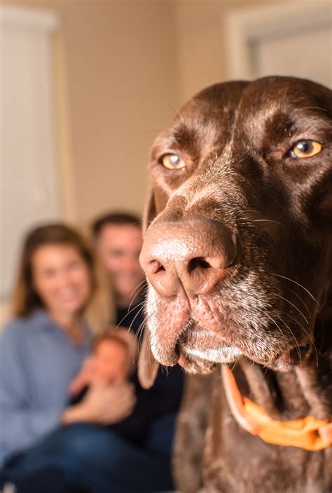 The Canine Green-Eyed Monster: 5 Signs And 3 Ways To Soothe Jealous Dogs