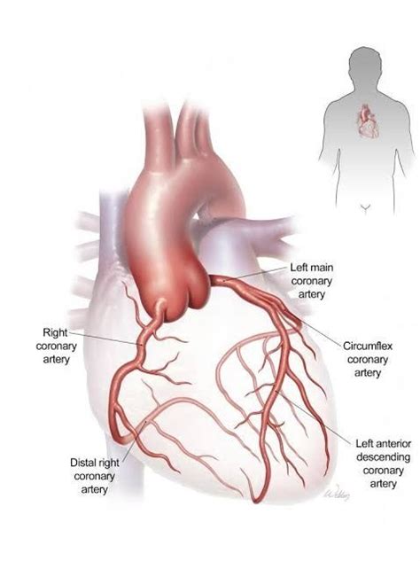 Coronary Circulation | Anatomie, Krankenschwester ausbildung, Anträge ...